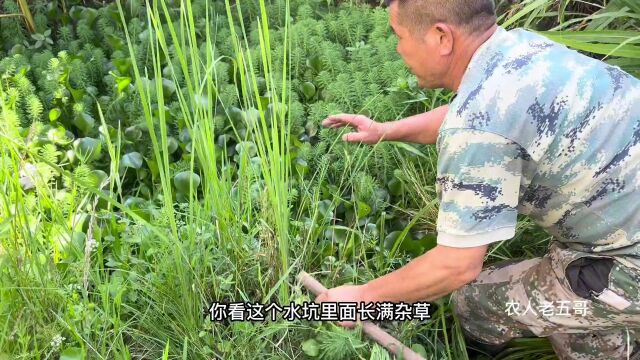 多年未干过水的水坑,发现米级鲶鱼,大叔扒开杂草高兴的哇哇叫