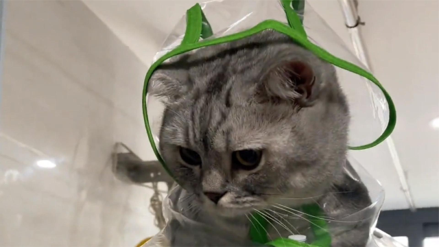 自由的猫英文翻译 s640x360?max_age=7776000