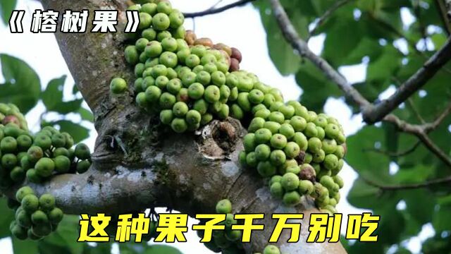 榕树果里面住满了蜜蜂.遇到这种果实千万别吃!