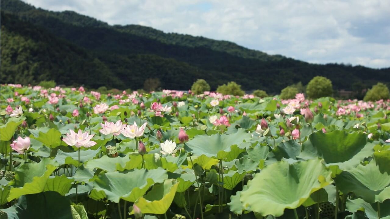 安仁:荷花美景绘就乡村振兴画卷