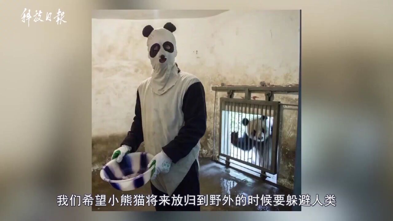 这组照片火了!熊猫:我当时害怕极了