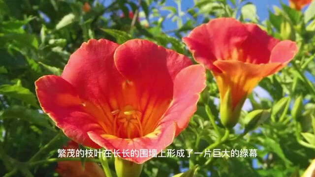 凌霄花——盛夏里醉人的花墙