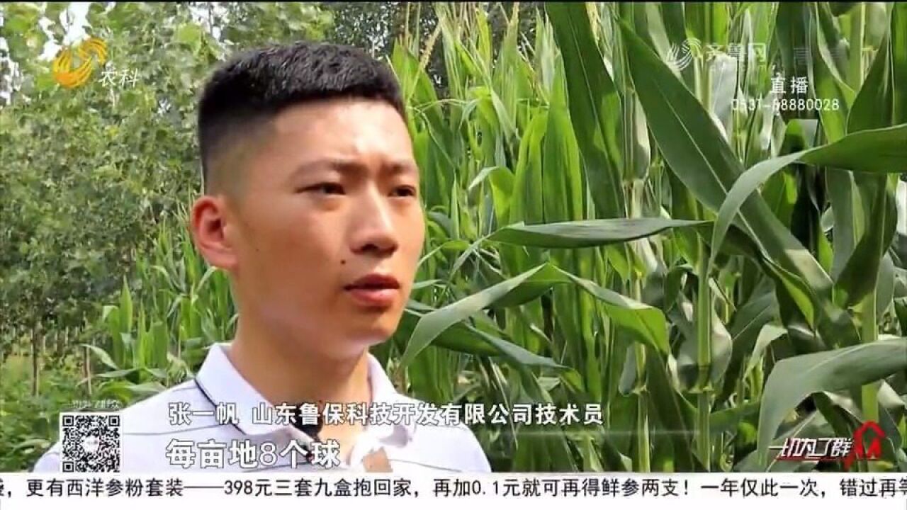 防治玉米虫害聊城出新招!无人机投放赤眼蜂,绿色防控助力丰收