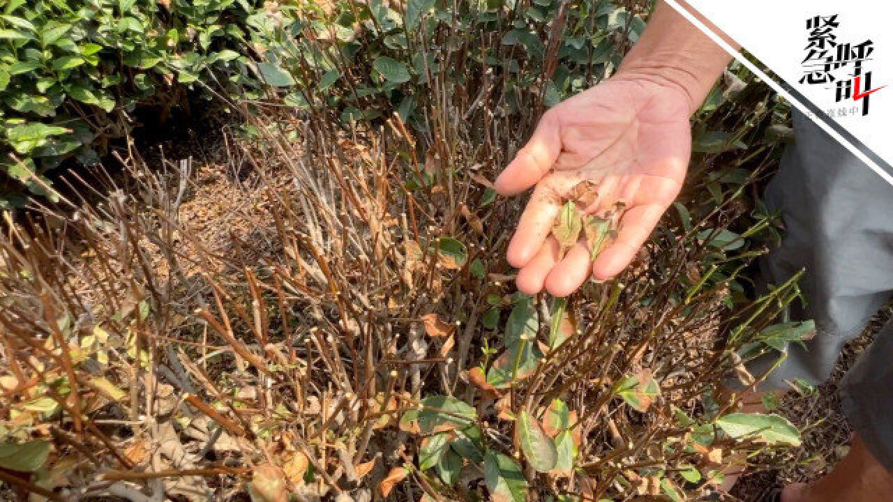 高温干旱下的西湖龙井茶田:茶树叶被晒焦一捏就碎 茶农盖遮阳网自救