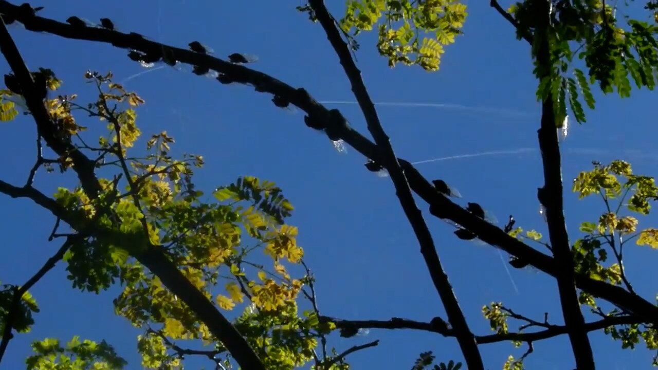 明明是大晴天,走在树下就像下雨,原来是蝉在尿尿