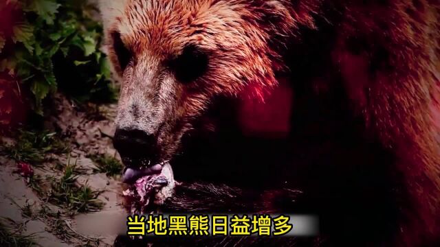 帅小伙孤军深入森林狩猎顶级掠食者