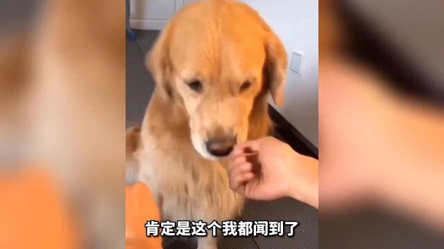 【搞笑配音】这猴子是成精了吗....竟然都开始骑自行车了....