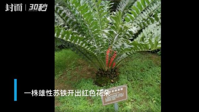 30秒 | 看稀奇!四川一株苏铁开出红色花朵