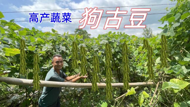 老奶奶随手种的“狗古豆”,长到300米挂果量惊人,一株能赚600元