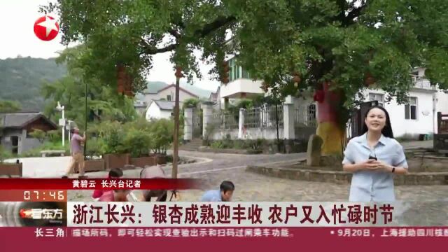 浙江长兴:银杏成熟迎丰收 农户又入忙碌时节