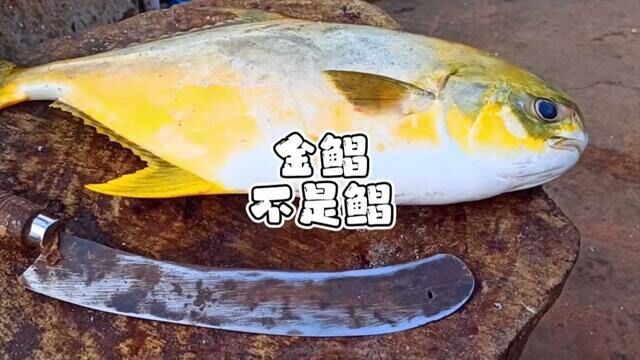 金鲳和银鲳有什么区别?#海鲜美食 #华哥说海鲜