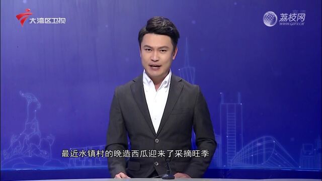 晚造西瓜采摘正当时 美丽乡村游焕发新活力