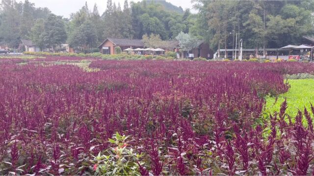 四川成都崇州道明竹艺村,竹艺公园要开始收门票了,你还去吗?