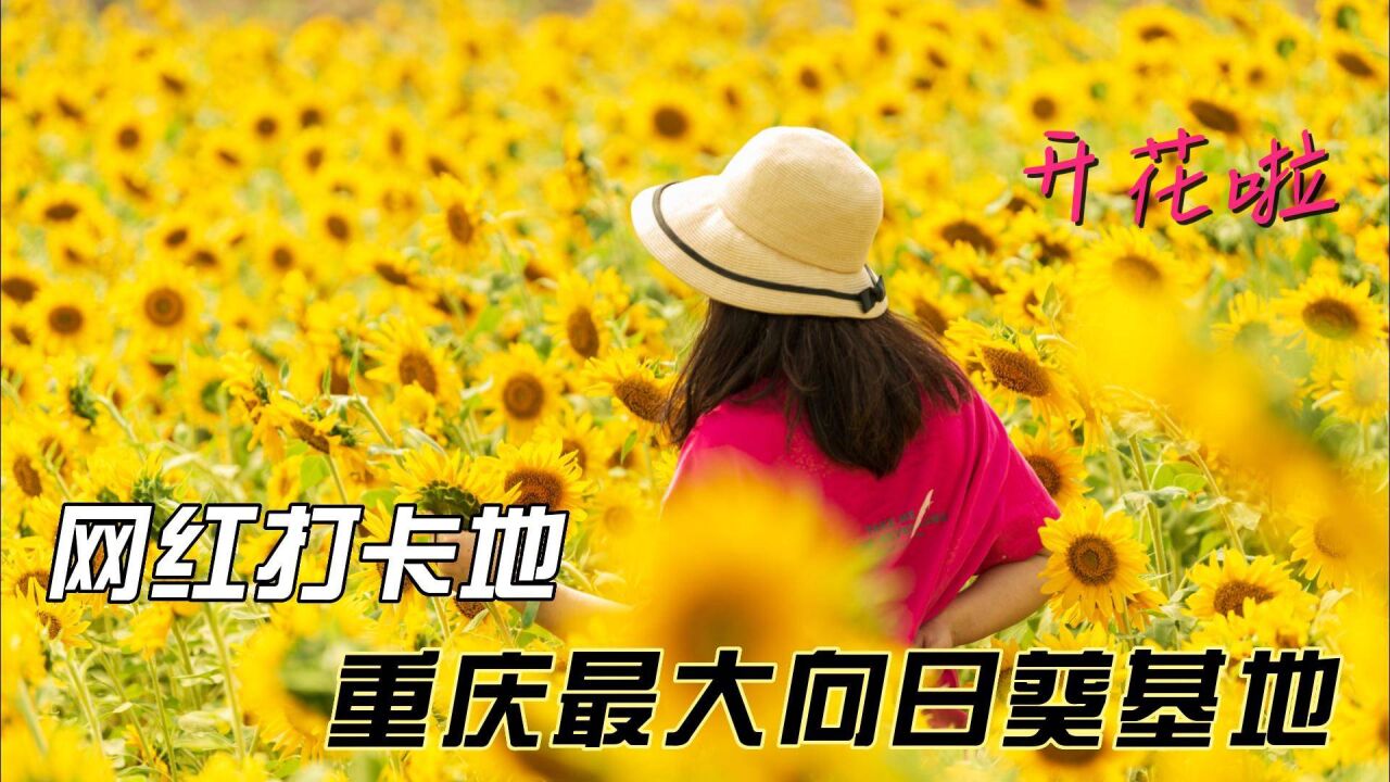 重庆主城最大的向日葵基地开花啦,众多市民前往赏花打卡,太美了