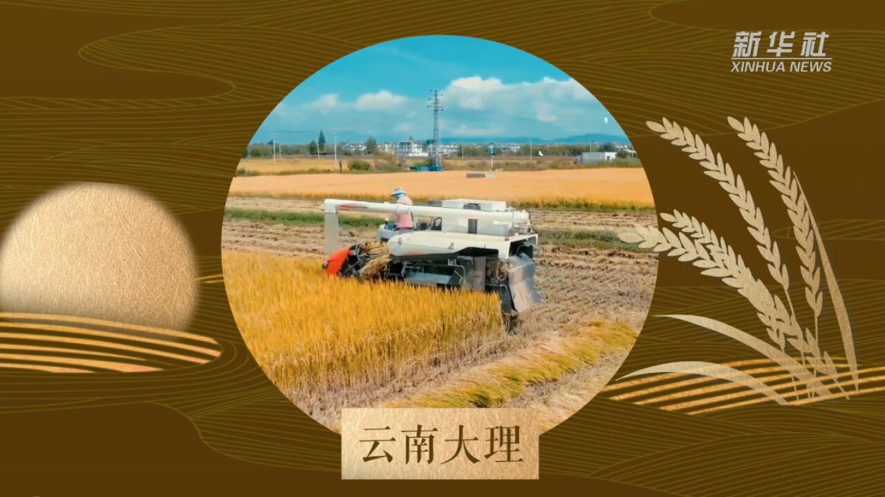 “欢度国庆ⷤ𘰦”𖥛𞦙主题报道|农田秋收好光景