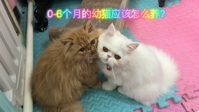 06个月的小奶猫应该怎么养