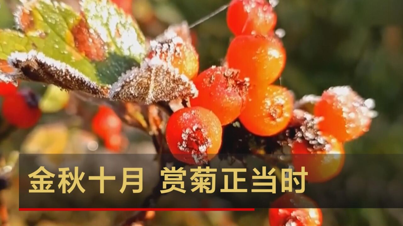 金秋十月 赏菊正当时