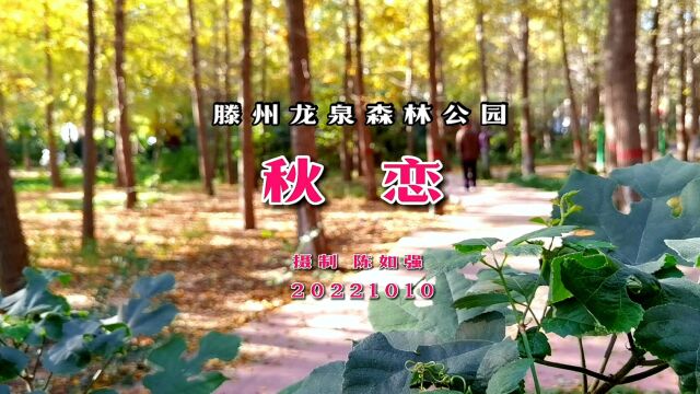 l山东滕州:深秋时节龙泉森林公园赏银杏树,体验金黄色的《秋恋》,会给你带来无限遐想情思