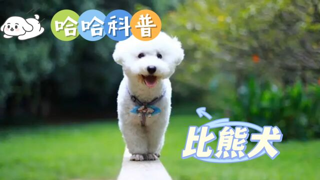 宝色天使比熊犬