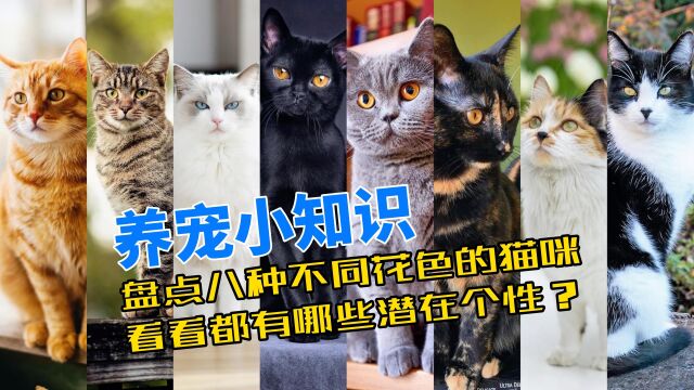 养宠小知识:盘点八种不同花色的猫咪,看看都有哪些潜在个性?