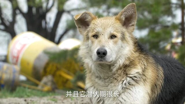 如果得了狂犬病会怎样?