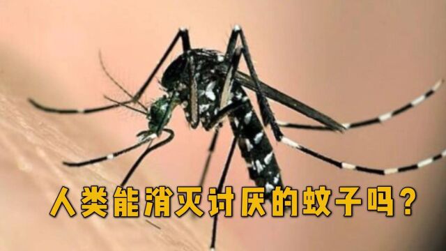 怎么消灭讨厌的蚊子呢?