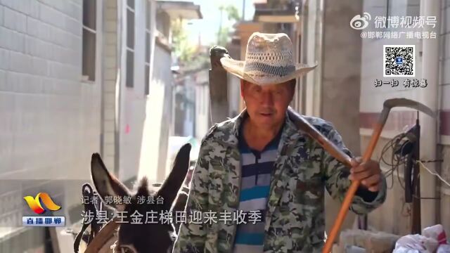 涉县:王金庄梯田迎来丰收季