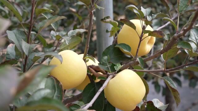 亚杰果业多个品种山地苹果成熟上市