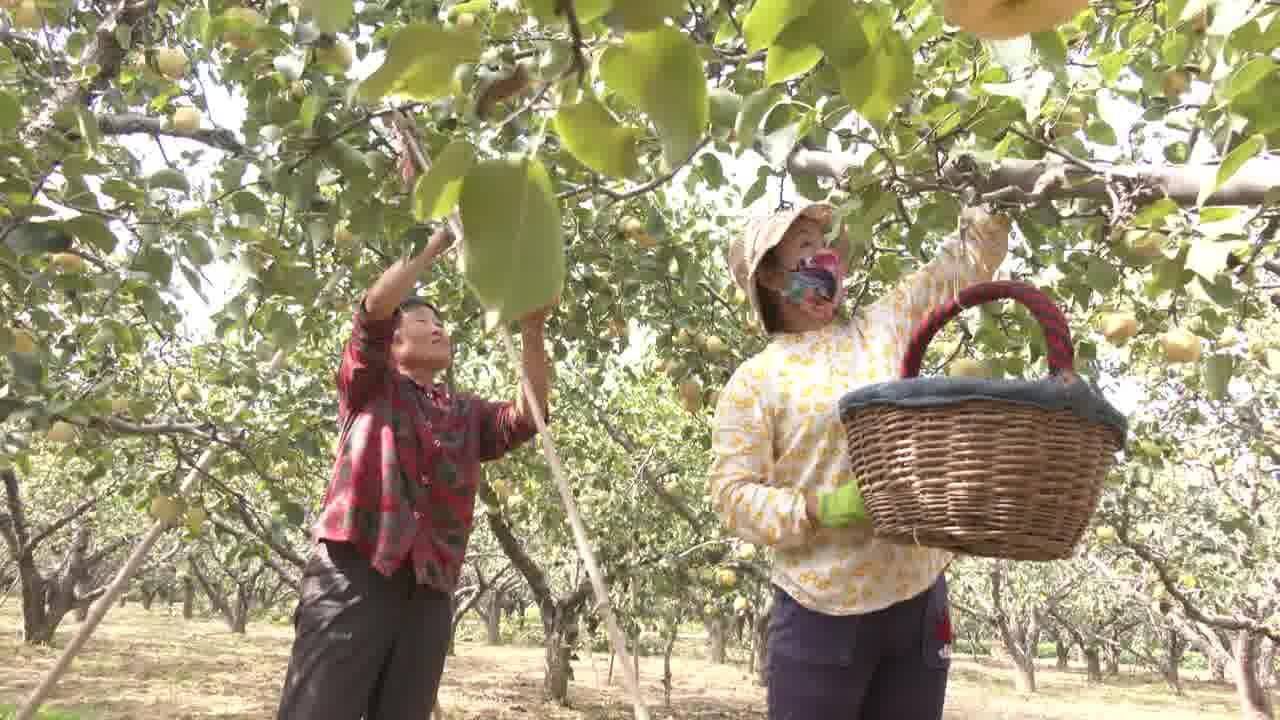 砀山:梨园托管 助农增收