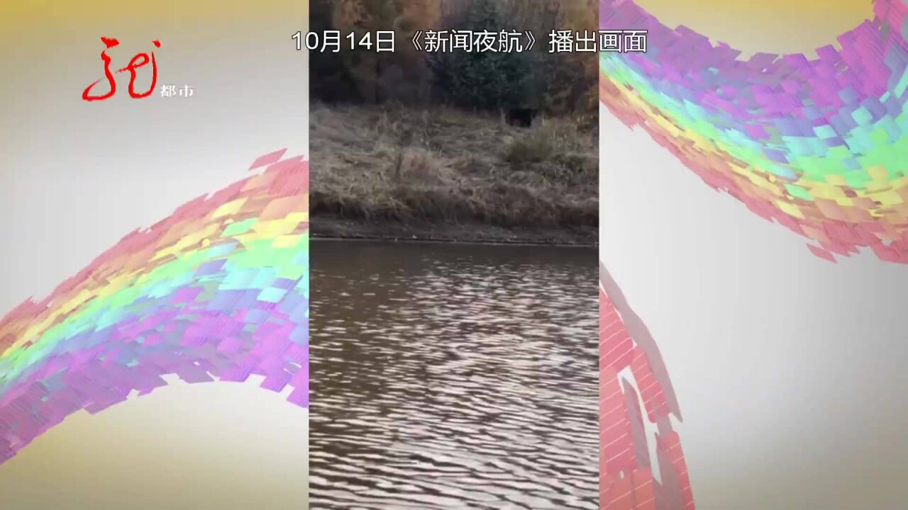 黑熊出没 注意安全