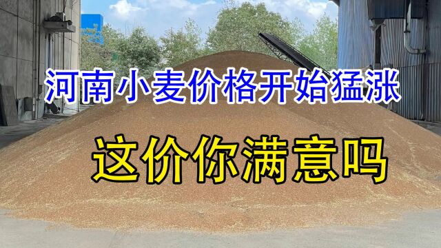 河南小麦价格全线猛涨,已突破1.63元,能维持多久,答案来了