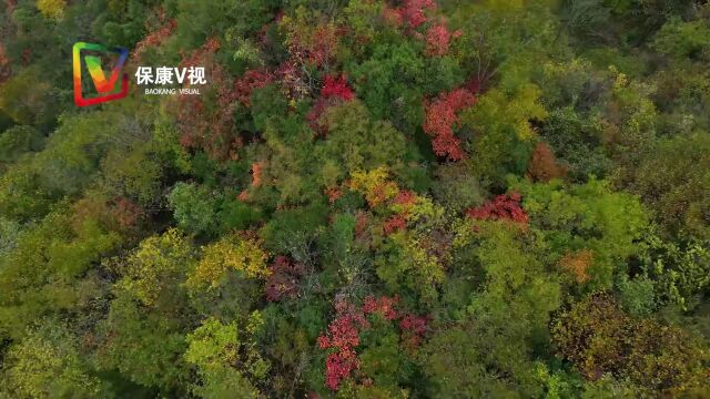 漫山秋色关不住 片片红叶寄相思