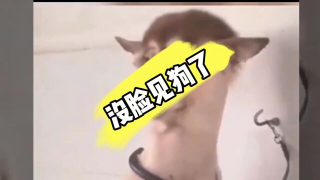 盘点搞笑动物人物#搞笑配音