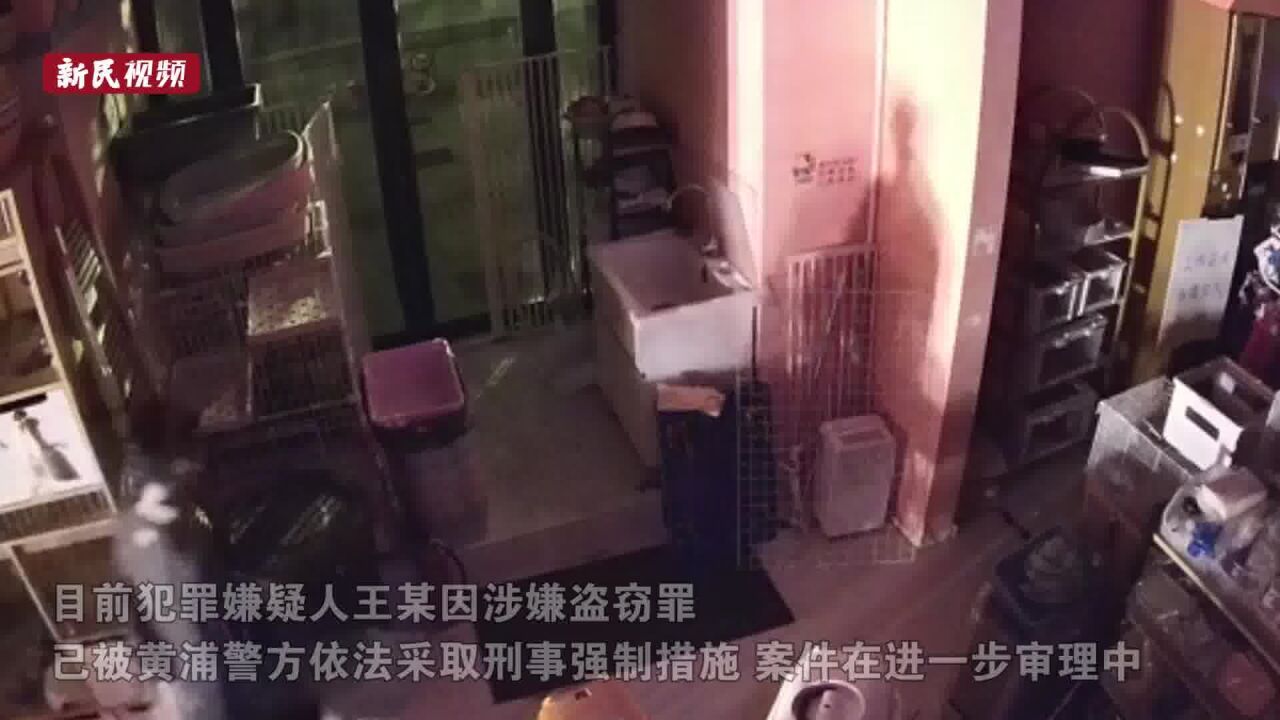 宠物店猫咪被盗 民警寻线找到“偷猫贼”