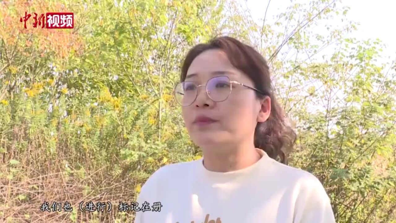 “加拿大一枝黄花”现南京清除工作展开