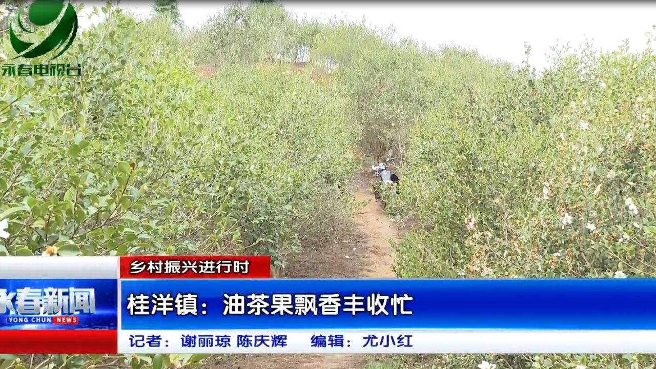 【乡村振兴进行时】桂洋镇:油茶果飘香丰收忙