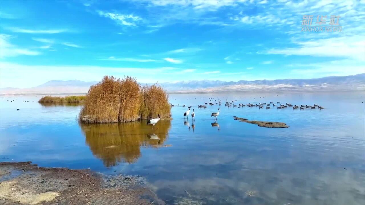 新华全媒+|青海:冬日湿地公园天蓝水清 万鸟齐翔