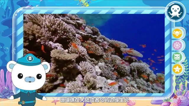 探索神秘海洋——海底的“装饰家”