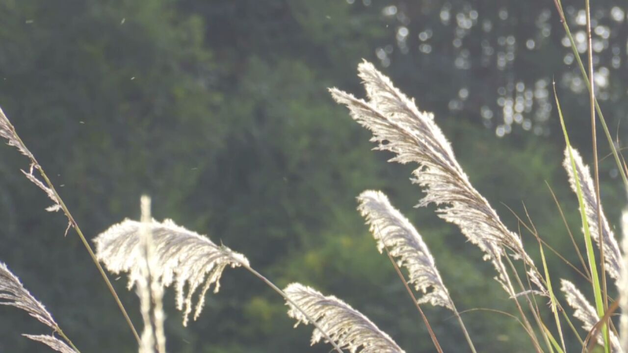 航拍靖州丨初冬时节 芦花如雪