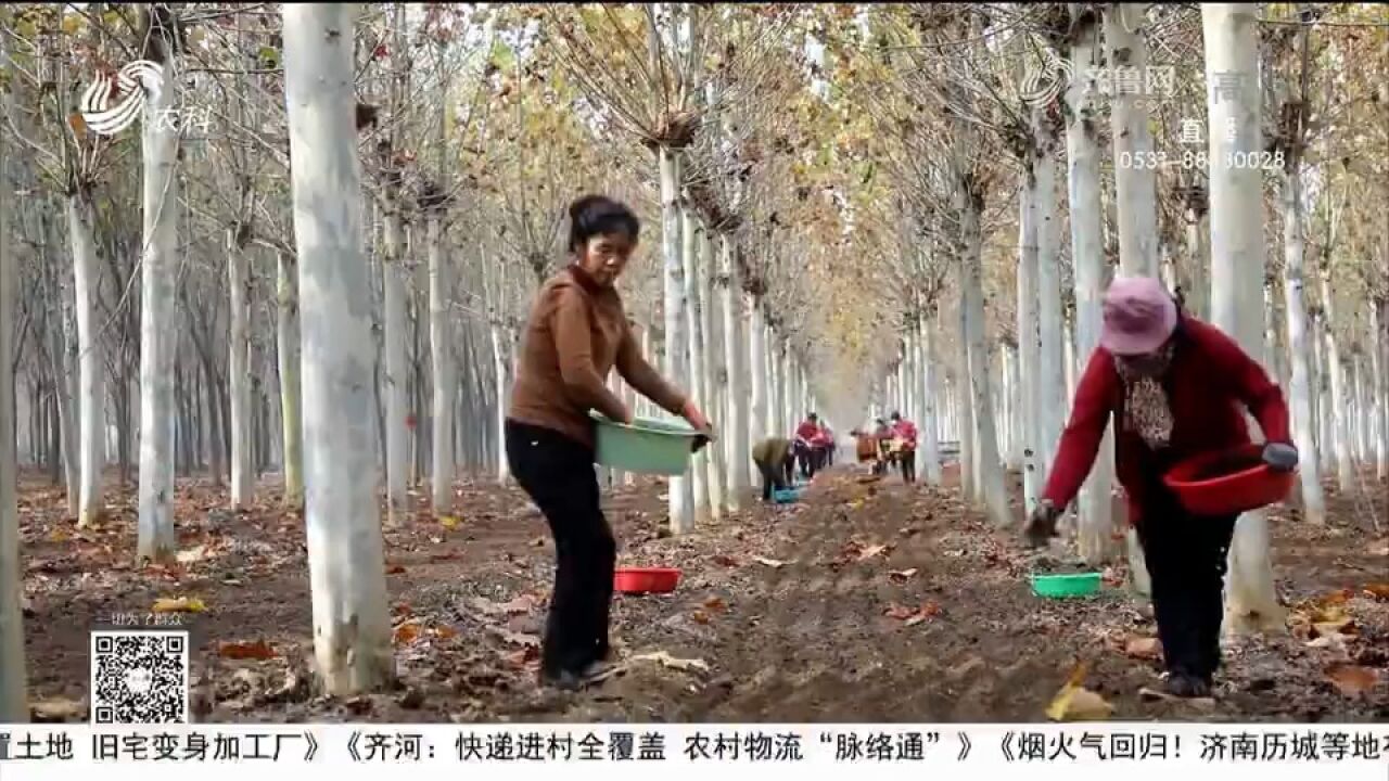 广饶探索林下经济发展模式,赤松茸和羊肚菌撑起村民“致富伞”