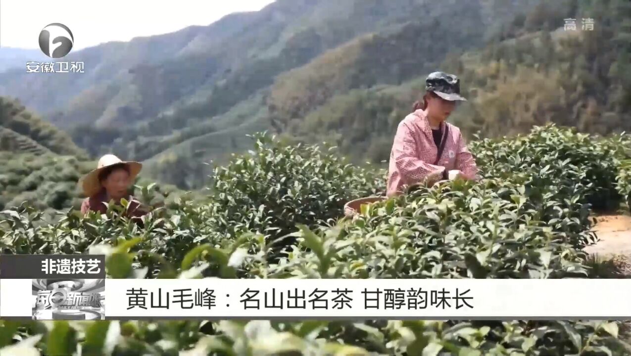 黄山毛峰:滋味醇甘,韵味深长