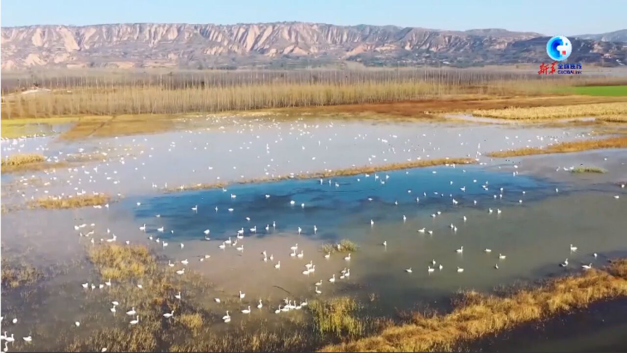 全球连线|生态环境改善 上万只大天鹅返回三门峡越冬