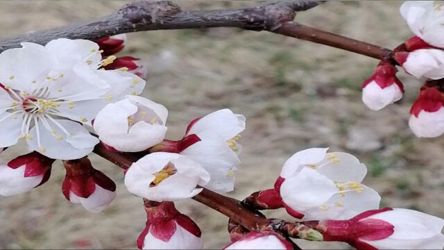 花卉影集555