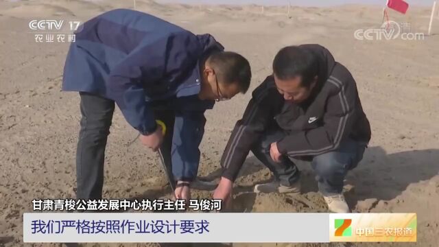 央视再度聚焦||甘肃民勤:冬季压沙挖树穴 为开春造林做准备