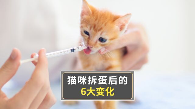 猫咪“拆蛋”后变化,你都知道吗?