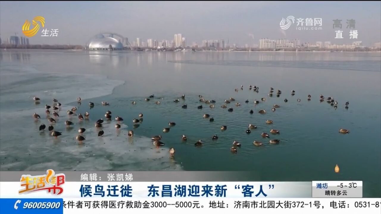 大批候鸟组团来此越冬,聊城东昌湖热闹非凡,上演和谐生态画卷