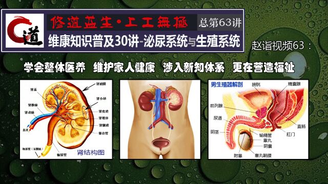 赵诣视频63:维康知识普及30讲八大系统泌尿系统与生殖系统