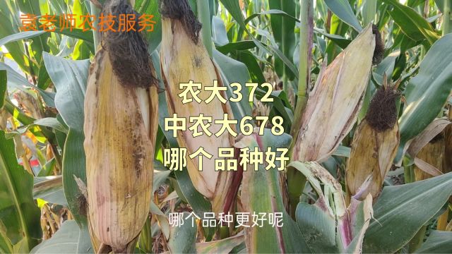 农大372和中农大678,这两个玉米品种,哪个品种更好