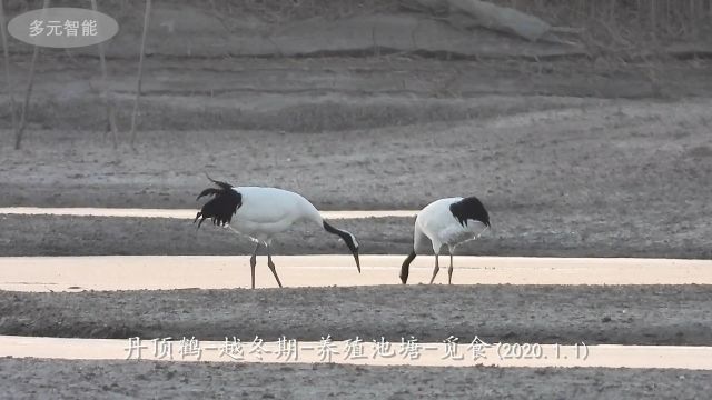 渤海湾的珍稀涉禽鹳鹤类