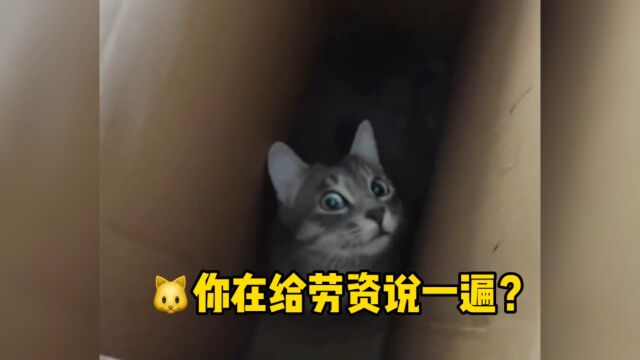 猫:请直接找我的律师,谢谢